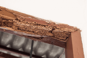 Know About Termites