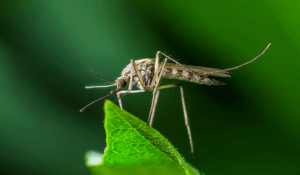 Mosquito Control Florida