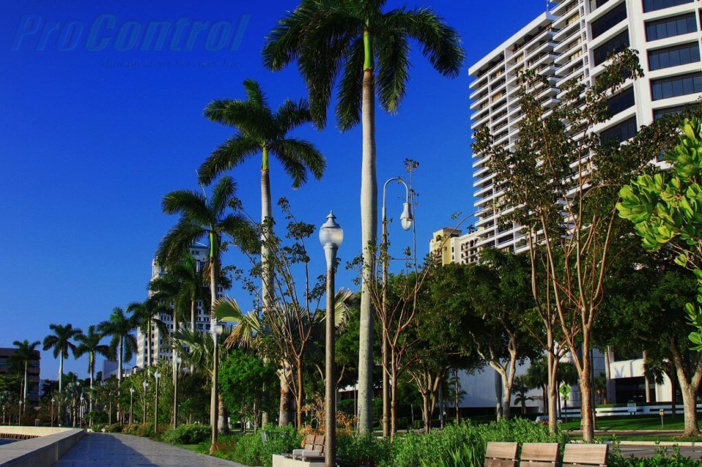 palm trees and buildings in west palm beach