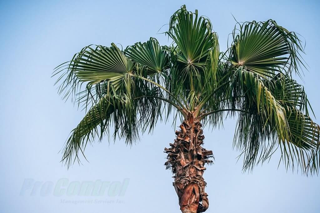 clouds and a palm tree