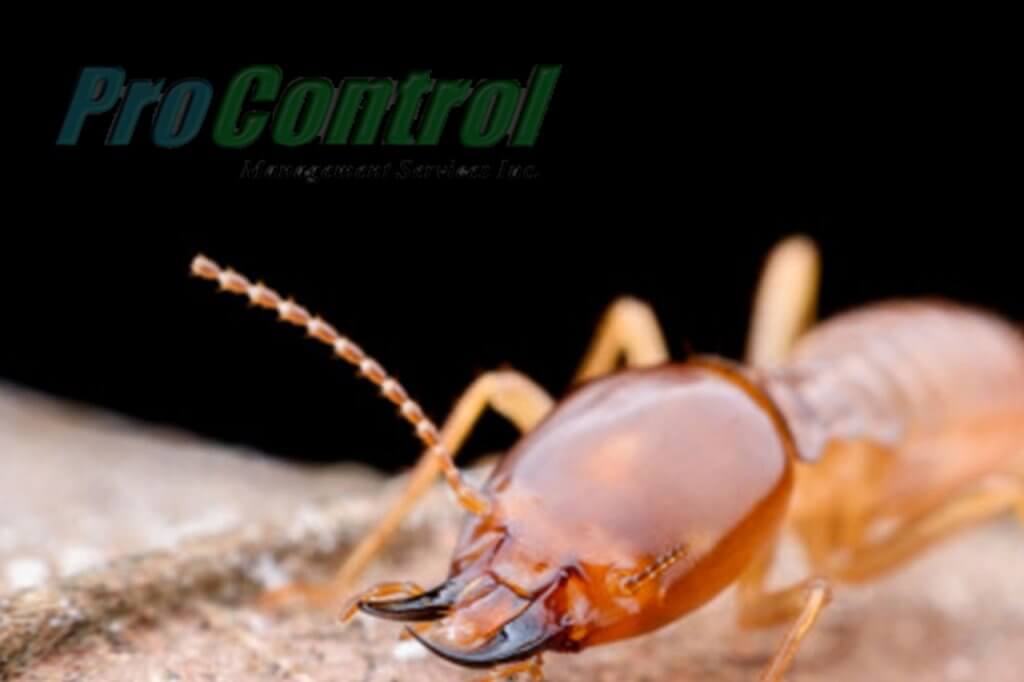 termite image