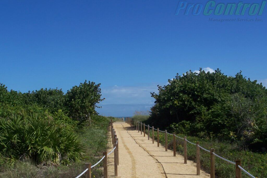 pathway with trees and wonderful road