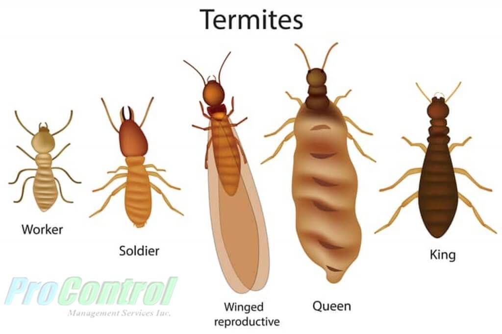 Do All Termites Eat Wood 