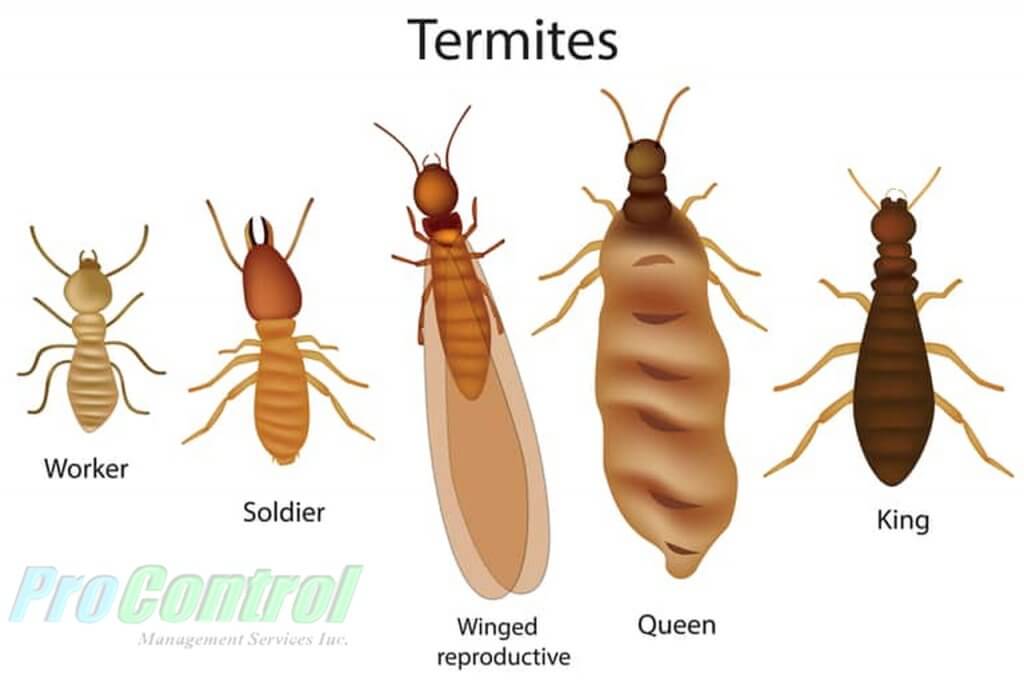 Types of outlet termites