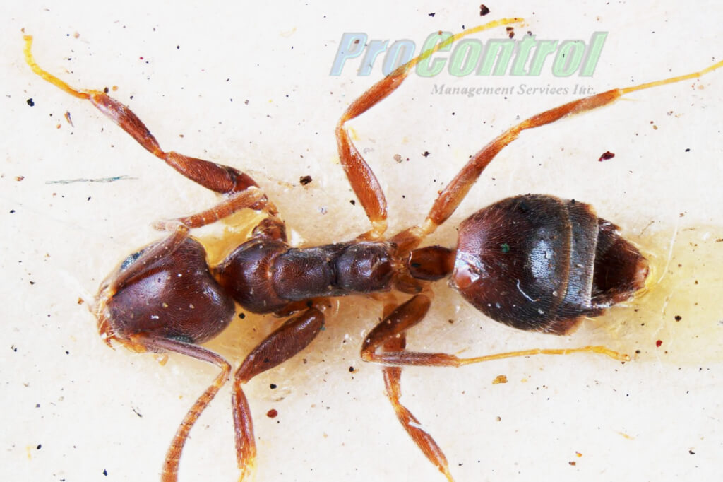 a white foot ant