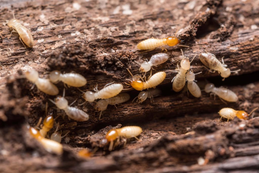 Termites eating a home in Port St. Lucie, FL that needs expert termite control services
