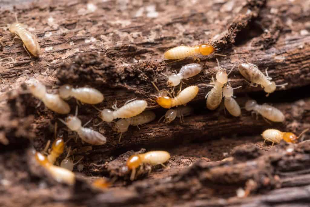 Termites eating a home in Port St. Lucie, FL that needs expert termite control services