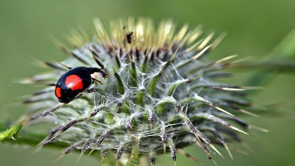 pest control port st lucie