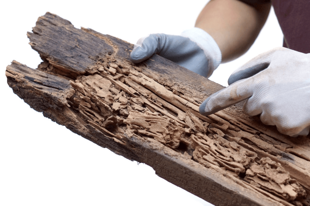 termite control services in Port St Lucie