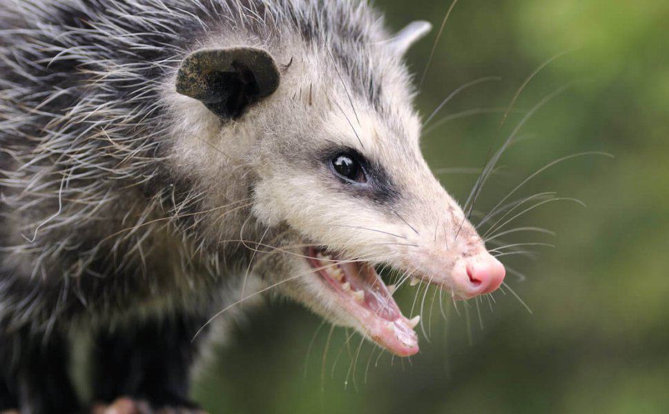 Opossums