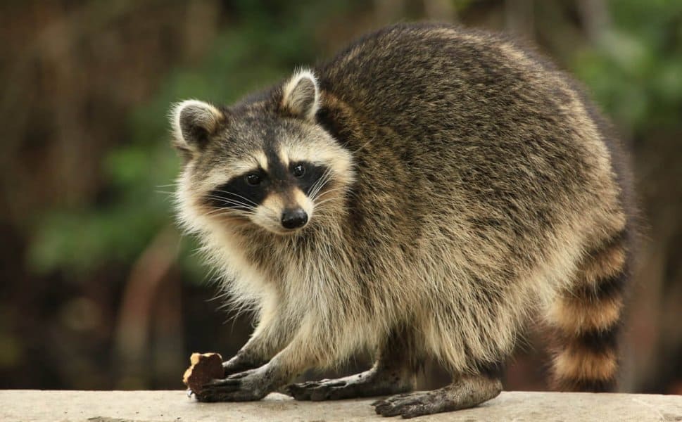 Raccoons