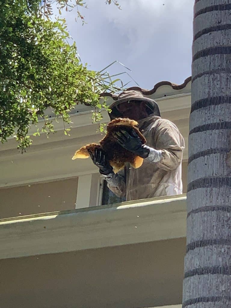 A person in protective clothing and gloves stands on a balcony, holding a large piece of honeycomb. Tree branches and part of a palm tree frame the scene.