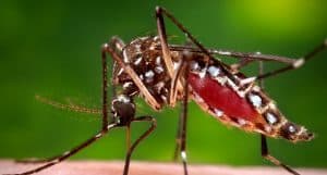 Close-up image of a mosquito with a red, blood-filled abdomen, feeding on human skin. The mosquito's detailed features, including its thin legs and long proboscis, are clearly visible against a blurred green background—a reminder of the importance of pest control services.
