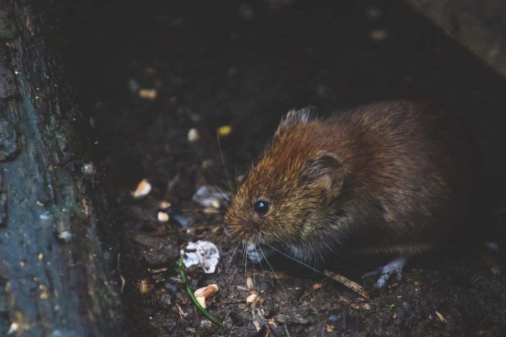 rodent removal port st lucie