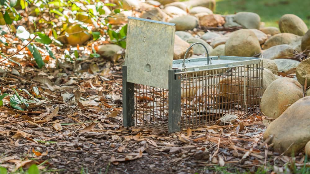 A humane animal trap, ideal for rodent control, is set outdoors on the ground amidst dry leaves, mulch, and large rocks. The trap's door is open, indicating it is ready to capture an animal. Sunlight filters through surrounding greenery, illuminating the metal trap.