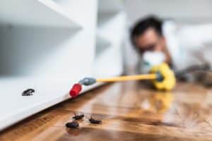 A person wearing protective gear is spraying insecticide on a wooden floor with a few cockroaches visible. The focus is on the insects and the spray canister, with the person blurred in the background, indicating termite control activity and pest management.