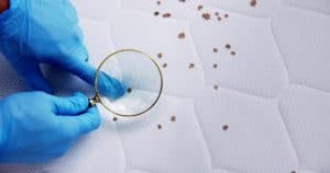 A person wearing blue gloves holds a magnifying glass over a white, hexagon-patterned mattress surface with small brown specks, possibly identifying bed bug traces, highlighting the need for termite control or wildlife removal.