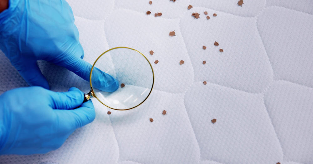 A person wearing blue gloves holds a magnifying glass over a white, hexagon-patterned mattress surface with small brown specks, possibly identifying bed bug traces, highlighting the need for termite control or wildlife removal.