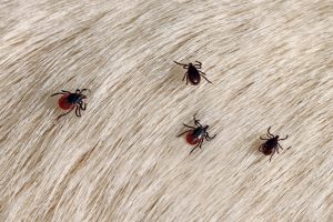 Four small ticks with dark bodies and red backs are seen attached to the light fur of an animal. The background fur is pale and slightly wavy, providing contrast to the dark-colored ticks, highlighting the need for prompt wildlife removal.
