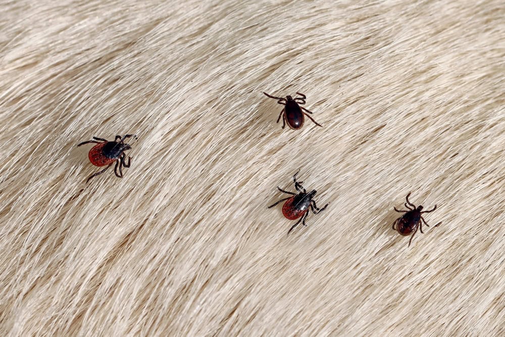 Four black and red ticks are attached to light-colored fur, which appears to be thick and soft. These oval-shaped ticks are dispersed in different orientations, highlighting the need for effective rodent control in wildlife removal efforts.