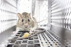 A brown rat inside a metal cage trap, looking toward the camera. The cage has a mesh design and the rat's tail and some bait are visible on the floor.