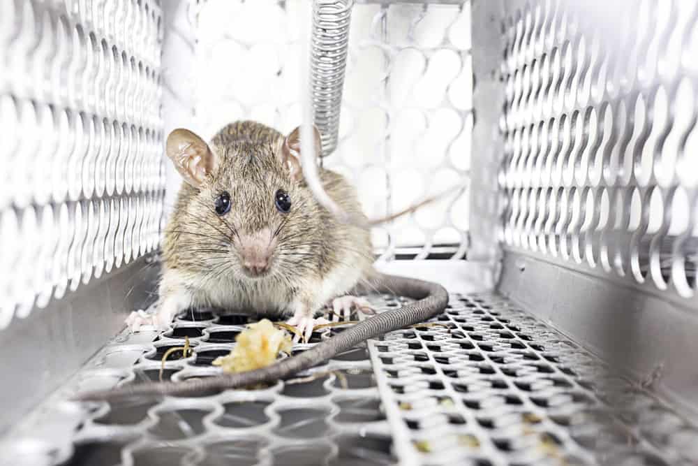 A brown rat inside a metal cage trap, looking toward the camera. The cage has a mesh design and the rat's tail and some bait are visible on the floor.