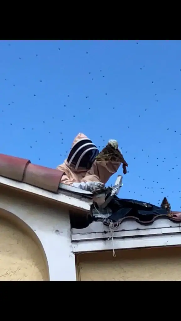 A bee on a roof.