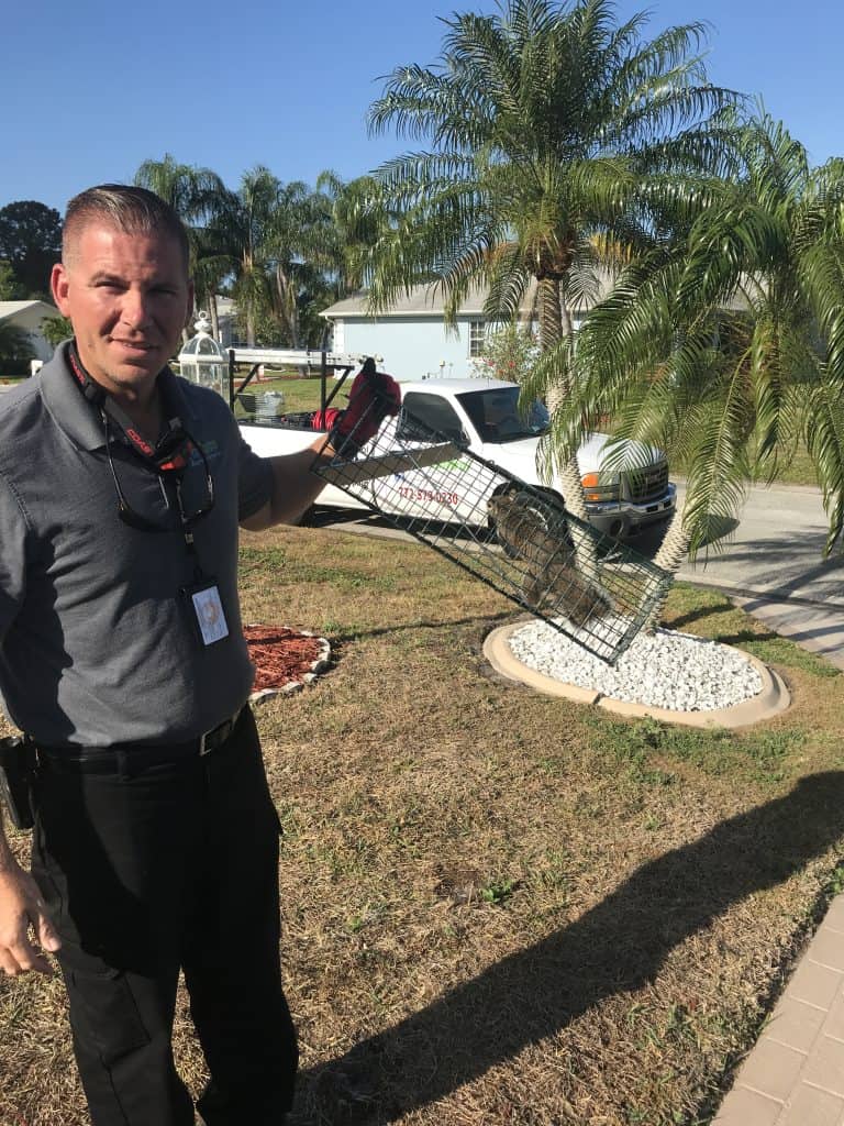 A man in a polo shirt holds a cage trap containing an animal outside on a lawn, showcasing pest control St Lucie, FL, with palm trees, a white truck, and a house visible in the background on a sunny day.