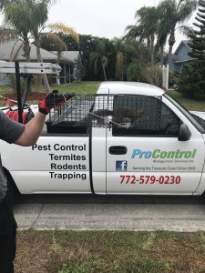 A person holds a caged animal next to a white ProControl pest control St Lucie truck parked by a curb in FL, with palm trees and houses in the background. The truck advertises services for pests, termites, rodents, and trapping.