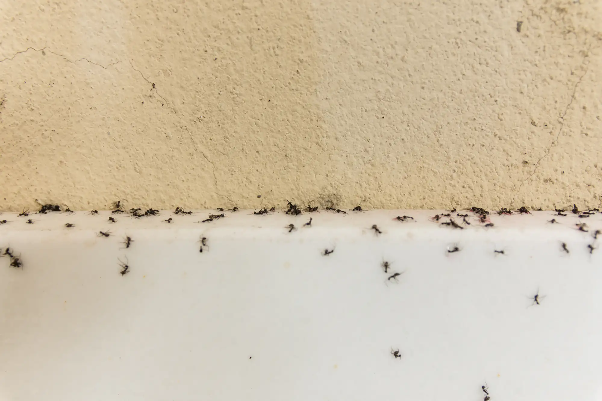 Many small black ants walking along the edge where a textured beige wall meets a smooth white surface, likely indoors.