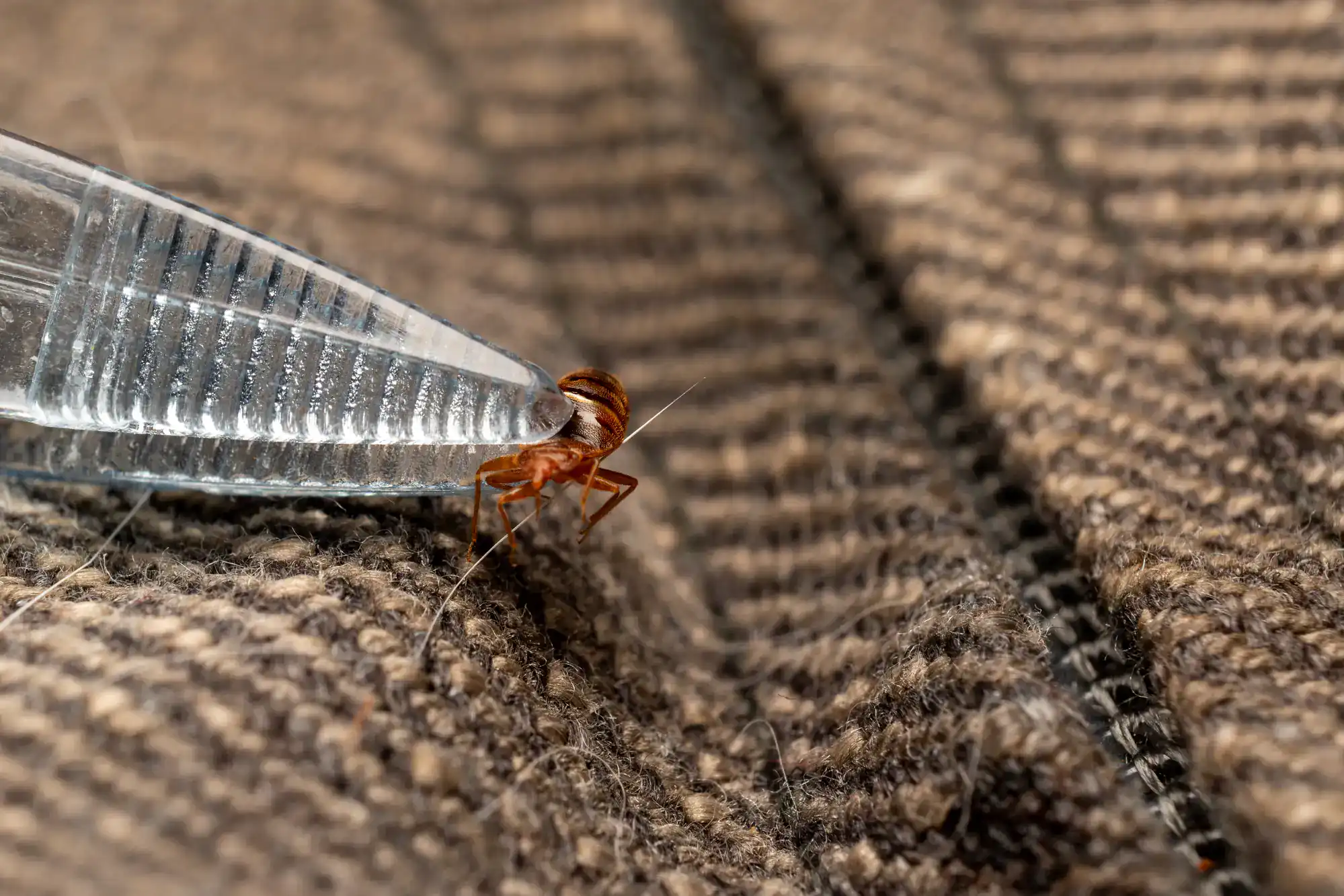 A close-up of tweezers holding a small brown bedbug on a brown fabric surface, with detailed fibers and stitching visible in the background—perfect for illustrating pest control St Lucie, FL services.