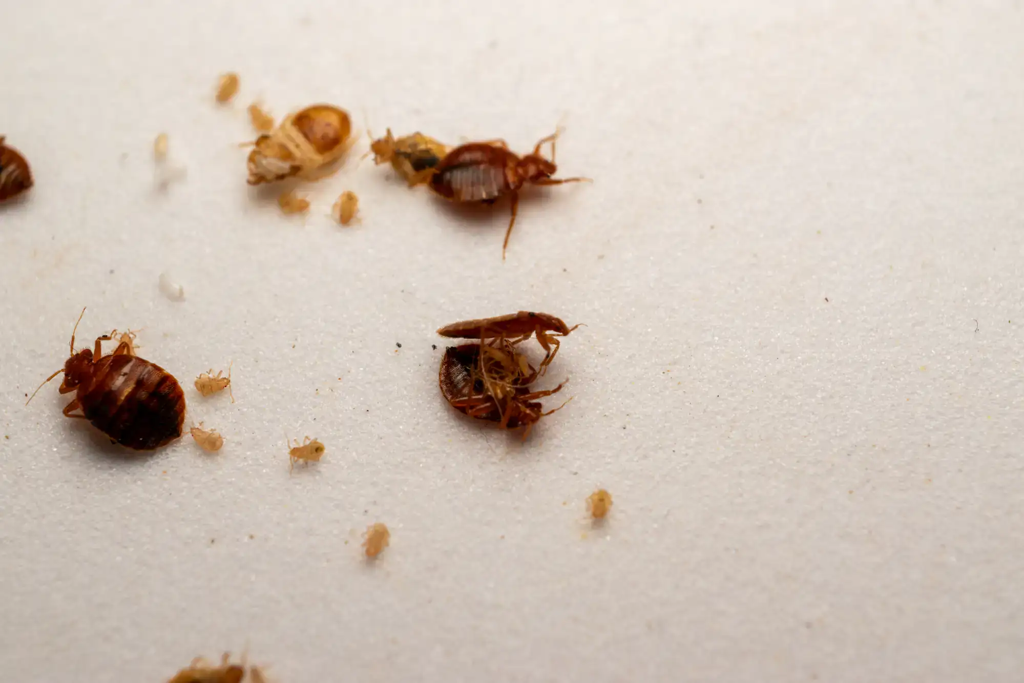 Close-up of several bed bugs, including adult bugs and small nymphs, on a white surface; some appear dead or overturned, with eggs and shed skins also visible.