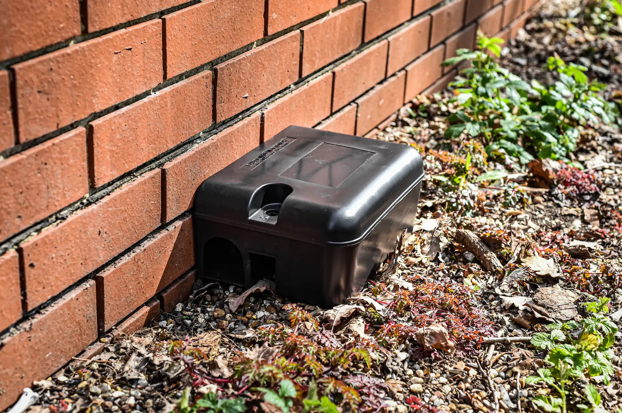 A black plastic rodent bait station sits on gravel by a red brick wall, surrounded by small green plants and dry leaves.
