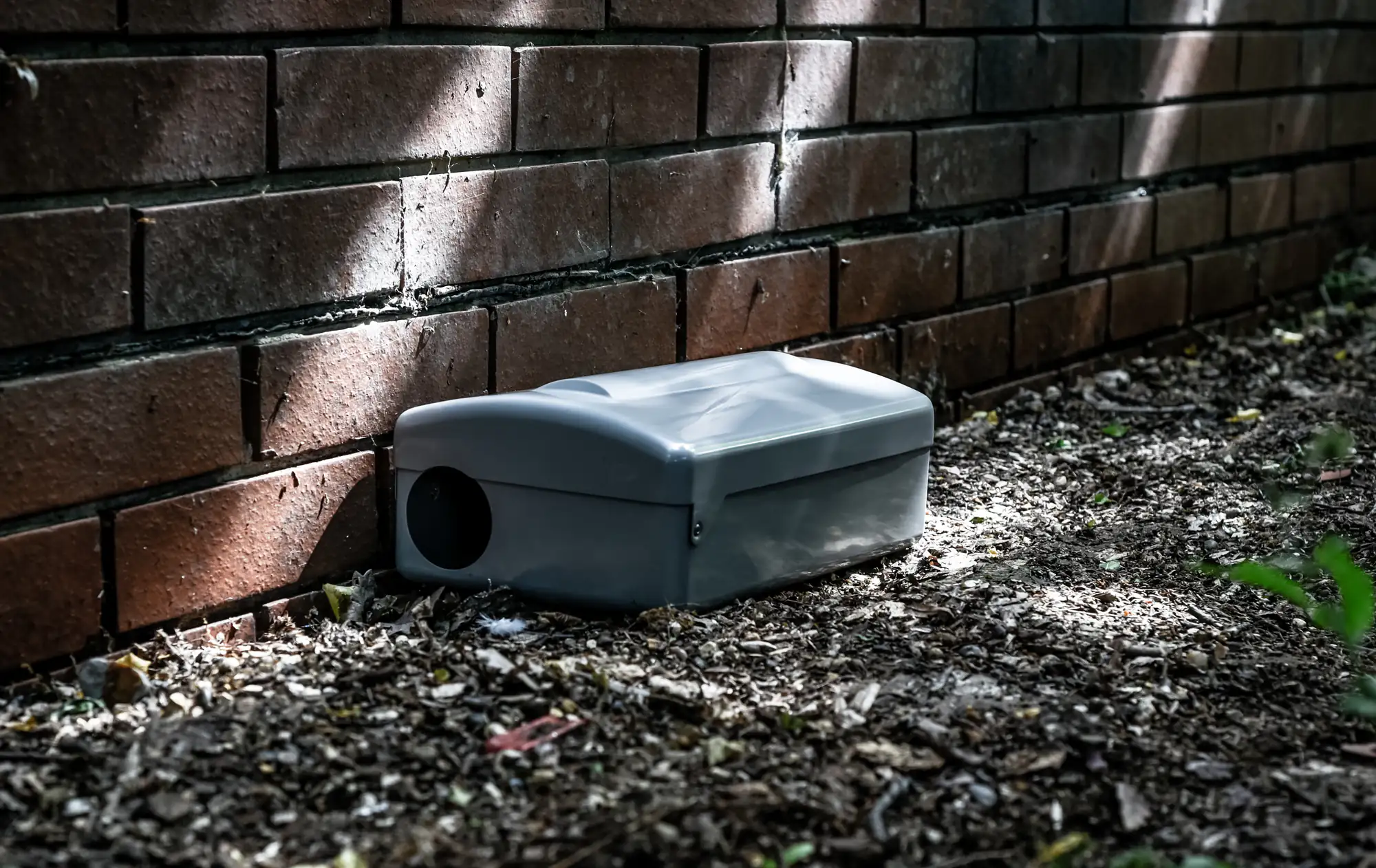 A gray, rectangular rodent bait box sits on soil next to a brick wall, partially in shadow and surrounded by scattered leaves and debris.
