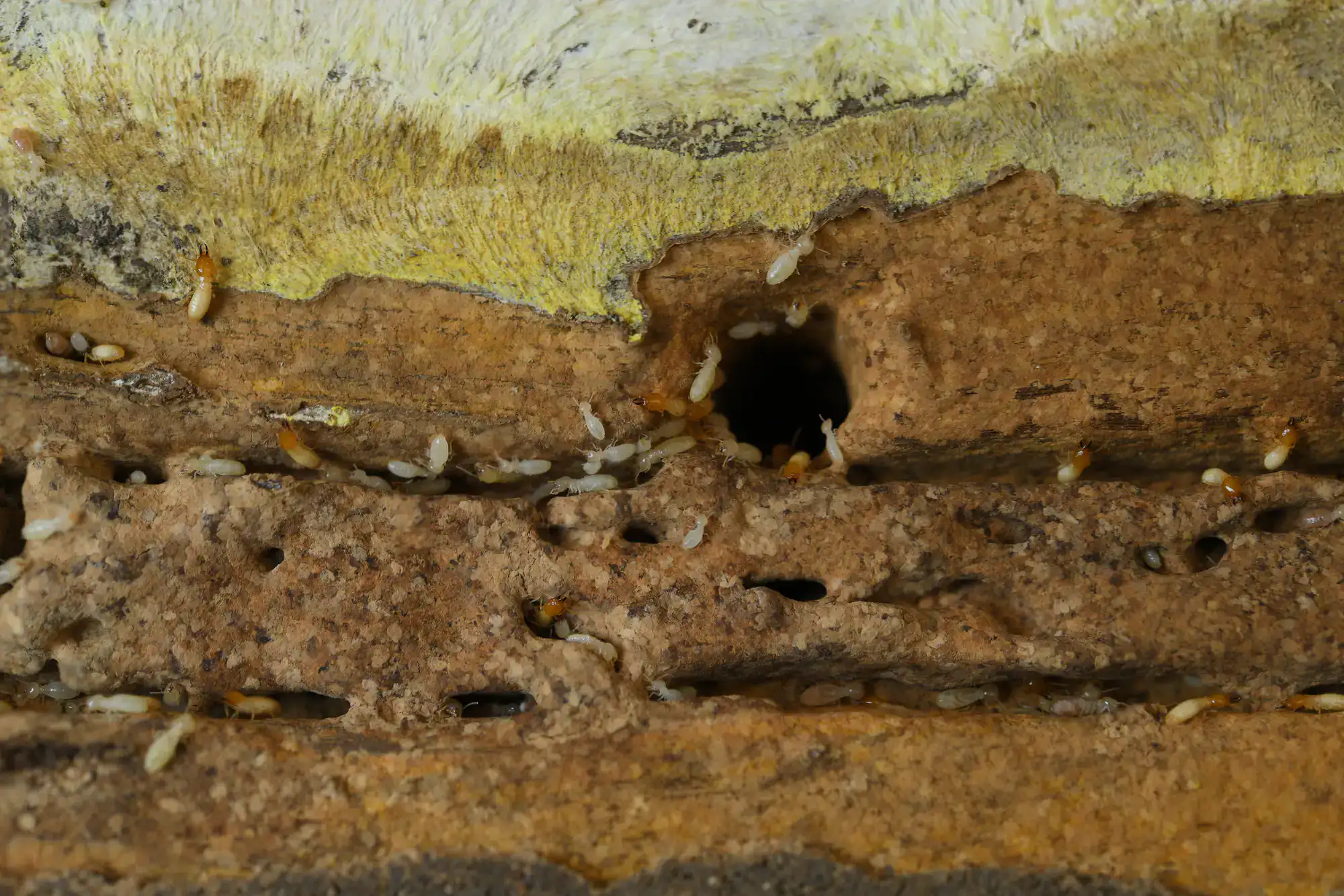 Close-up of a damaged wooden surface with multiple small holes and a group of termites crawling around, highlighting the effects of termite infestation.