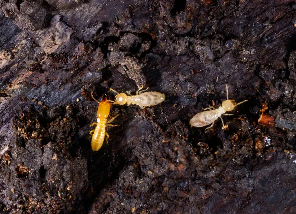 Three pale termites crawl on dark, decaying wood, surrounded by small bits of soil and organic matter. The termites' segmented bodies and antennae are clearly visible against the textured surface.