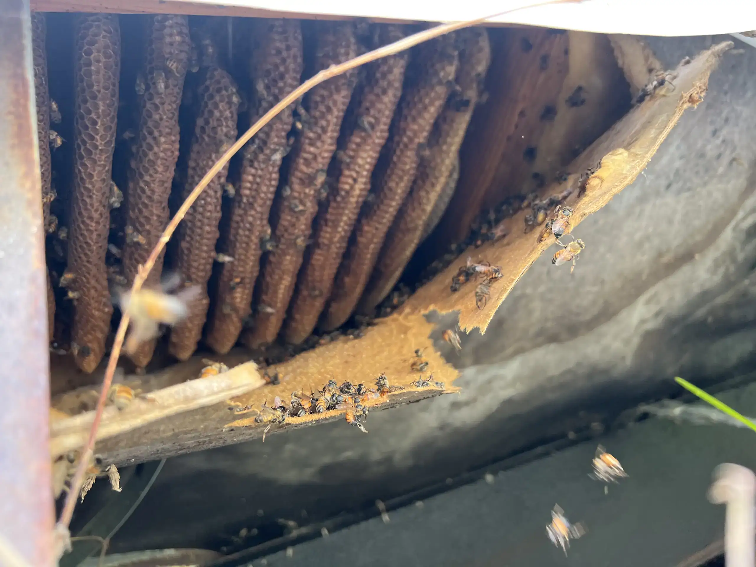Close-up of several honeycomb structures with many bees clustered on and around them inside a wooden cavity, possibly part of a roof or wall. Some bees are flying near the honeycombs—ideal for Pest Control in St. Lucie County, FL.
