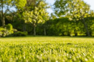 Close-up view of a sunlit grassy lawn in FL with blurry green trees and shrubs in the background, creating a peaceful outdoor scene—perfect for showcasing Pest Control in St. Lucie County’s expertise.