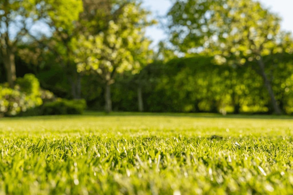 Close-up view of a sunlit grassy lawn in FL with blurry green trees and shrubs in the background, creating a peaceful outdoor scene—perfect for showcasing Pest Control in St. Lucie County’s expertise.