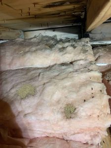 Pink fiberglass insulation with several piles of rodent droppings and urine stains scattered across the surface inside a wooden structure, possibly an attic or crawlspace in FL—ideal for Pest Control in St. Lucie County services.