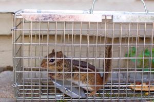 A chipmunk sits inside a metal live trap cage on a stone surface, with food nearby and greenery in the background—a method often used for humane pest control in St. Lucie County, FL.