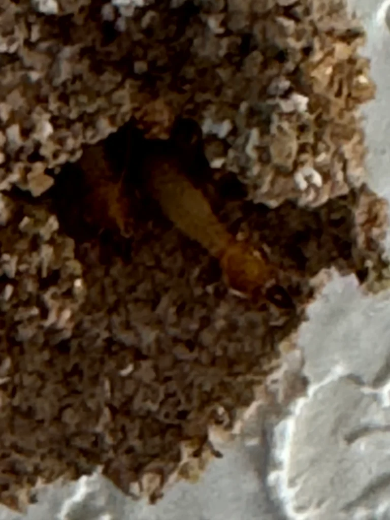 A small scorpion is partially hidden in a sandy burrow on a rough white surface, blending with its habitat.