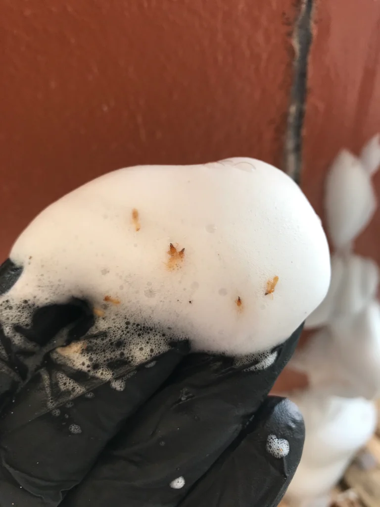 A gloved hand displays white foam with small brown stains against a reddish wall, highlighting cleaning residue.