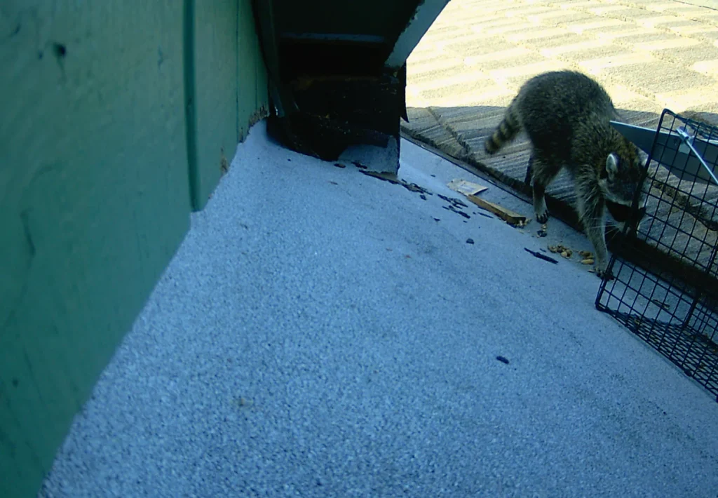 A raccoon walks on a rooftop beside a green wall and metal trap, with date and temperature displayed.
