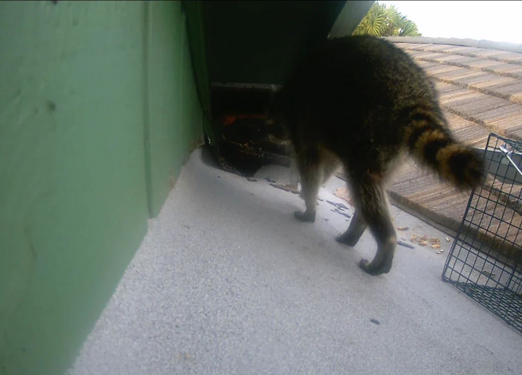 A raccoon near a green wall and cage on a rooftop at night is visible in this trail camera image.