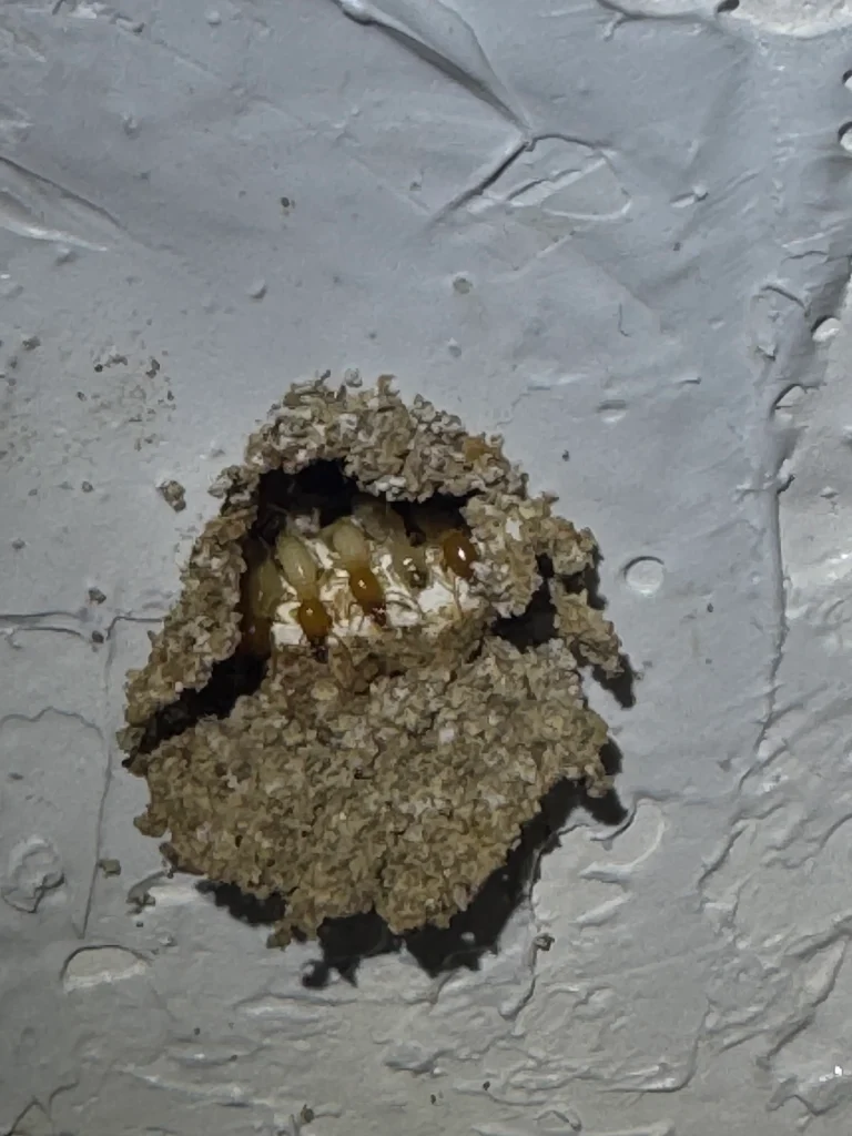 Small brown insects gather in a mud and debris nest on a rough, gray wall, showcasing insect nesting behavior.