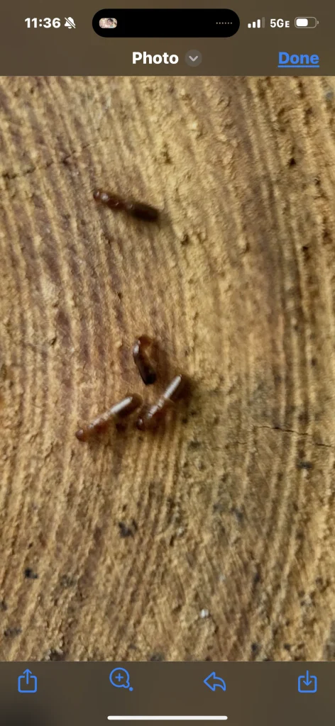 Close-up of three small brown insects on wood, showing clear circular grain patterns on the surface.