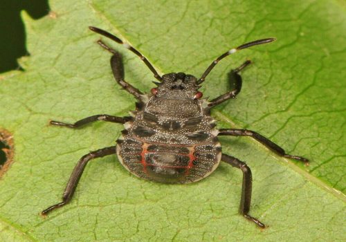 A close-up of a black and red bug with six legs and two antennae, sitting on a green leaf. The insect's back displays intricate patterns with red markings and a textured surface, showcasing nature's complexity. For those concerned about pests in their garden, consider pest control services for peace of mind.