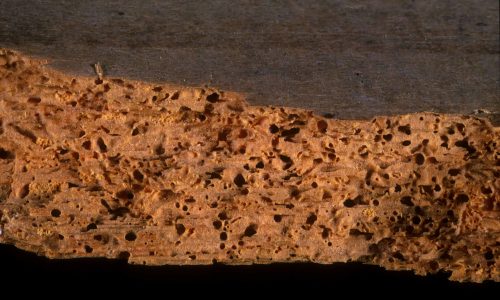 termite control services