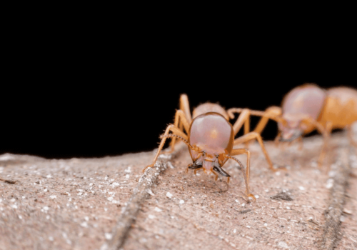 termite control services